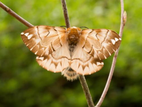 Kentish Glory Moths!! These Are Absolutely STUNNING With Their Colour Scheme, Which Is My Belowed Brown-cinnamon-white