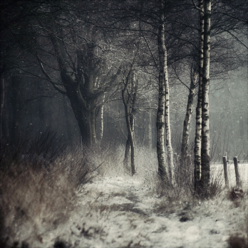 onyxcrown: Winter Tale by =Oer-Wout