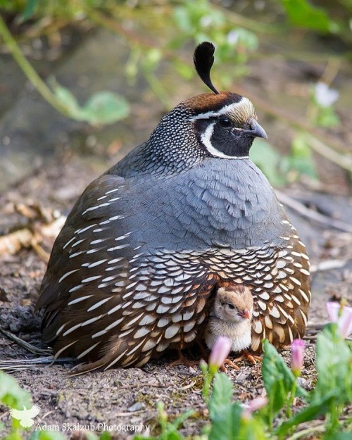 trashzy:California Quail