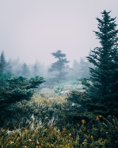 expressions-of-nature:Cadillac Mountain, Maine by Jack Ward