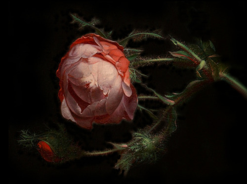 clara–lux:RUYSCH, Rachel (1664–1750) Details after “Stilleven met bloemen op een marmeren tafelblad”