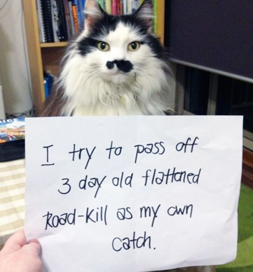 franklycats:  Cat shaming