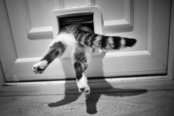mischiefandmay:  victoria3-6-5:  129/365 Monday 27th July 2015I’ve been trying to get this shot for weeks but I’ve never had my camera to hand - Mia’s not so graceful exit makes me laugh.  Another cat photo worth a reblog from a tumblr photographer