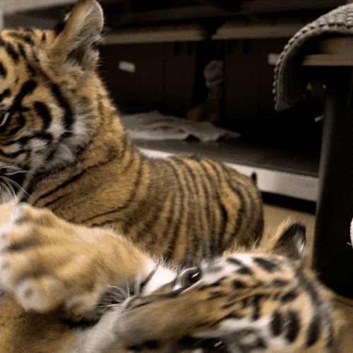 sdzoo:A new Sumatran tiger cub has joined the confiscated Bengal #RescueCub at the San Diego Zoo Saf