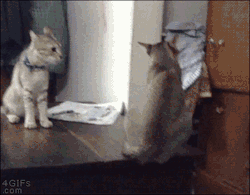 Funny Gif and LOL Gifs