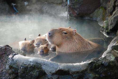 thinkveganworld: Capybara group. This looks like that fancy Capybara spa in a Japanese zoo.