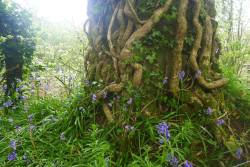 myinnerlandscape: Bluebells, oak, and ivy in Devon.  by Terri Windling