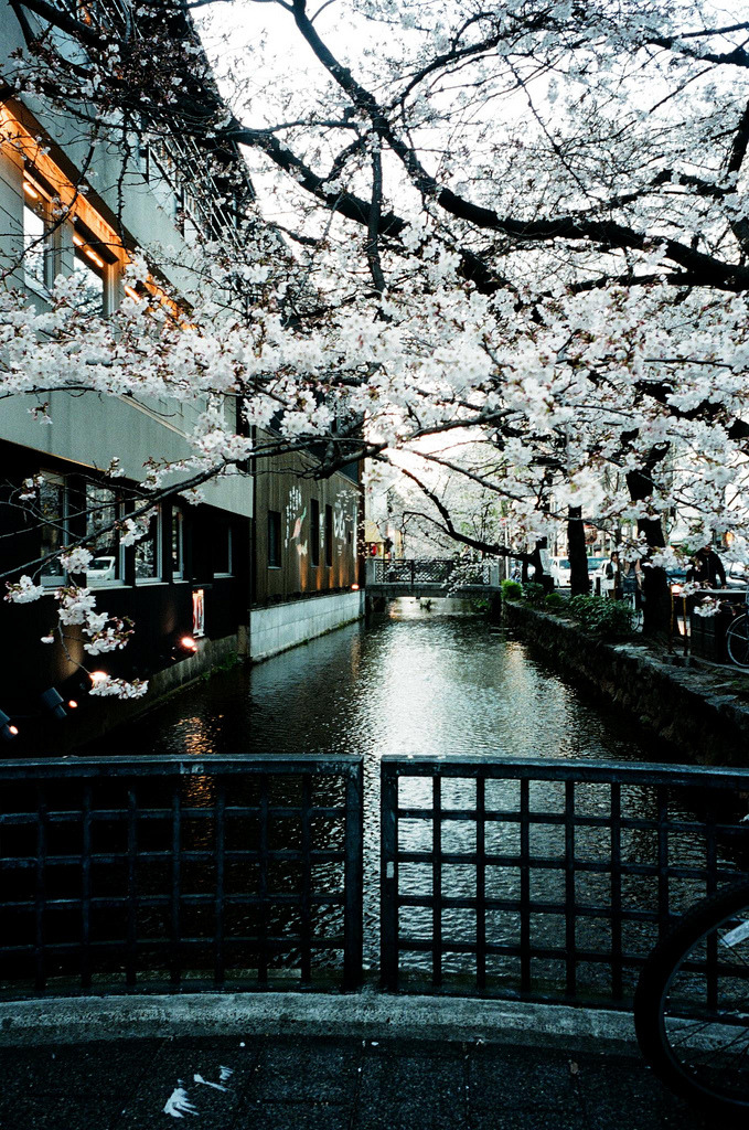 wolf-teeth:  櫻之川 (by ADporter design) 