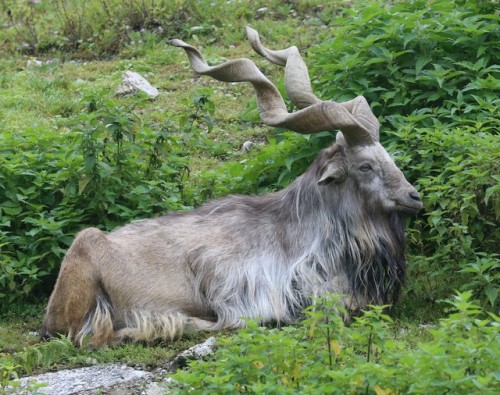 broken-clover: nasubionna: Look at this gorgeous goat. It’s called a Markhor! It’s a rat