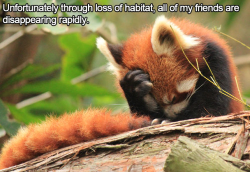 thelustfulkitten:  Don’t let my favorite animal become extinct!! 
