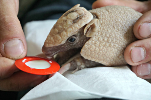 proto-kitteh:archiemcphee:Because sometimes what you need most is to watch a baby armadillo named Sp