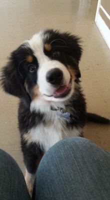 cute-overload:  Berner pup when he wants a treat.http://cute-overload.tumblr.com source: http://imgur.com/r/aww/HD5dIKt