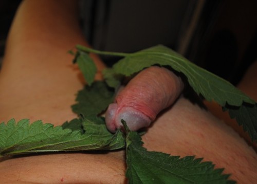nettlefun:This is a selection of pictures I made as a special request while trying to stuff some nettle leafs into my bell end. More nettle fun pictures on; “ nettlefun.tumblr.com “