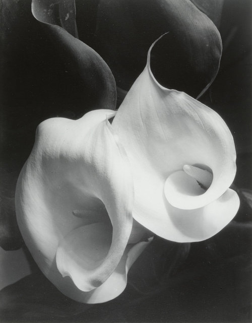 nobrashfestivity:Imogen Cunningham, Two Calla Lilies, 1927