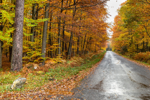 Autumn road by AAVoogdt (nature)