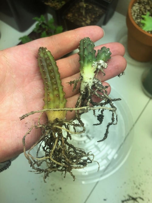 alex-grows-pomegranates:Help sought!About a week ago one of the Huernia branches had died off and sh