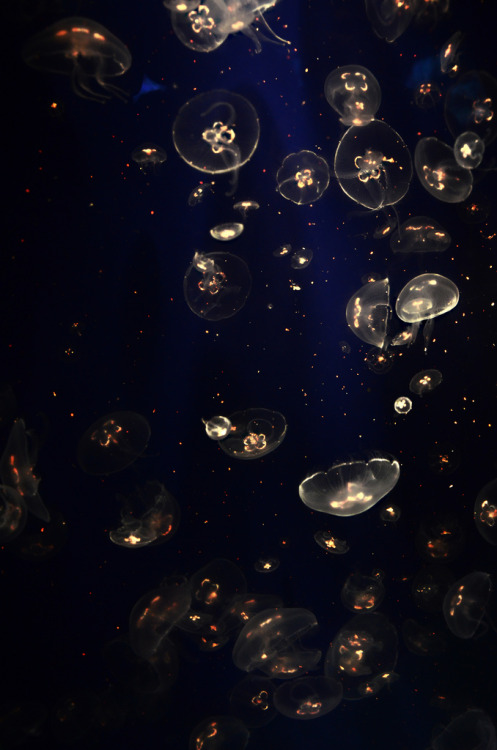 catxlyst:Jellyfish (by JasperGonzales)