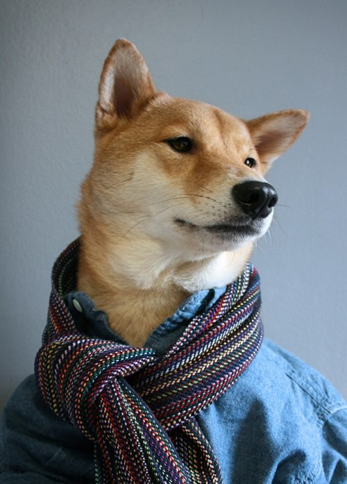 the-absolute-best-posts:  curiousz: Menswear Dog is a 3 year old shiba inu living in NYC with a panache for all things style.