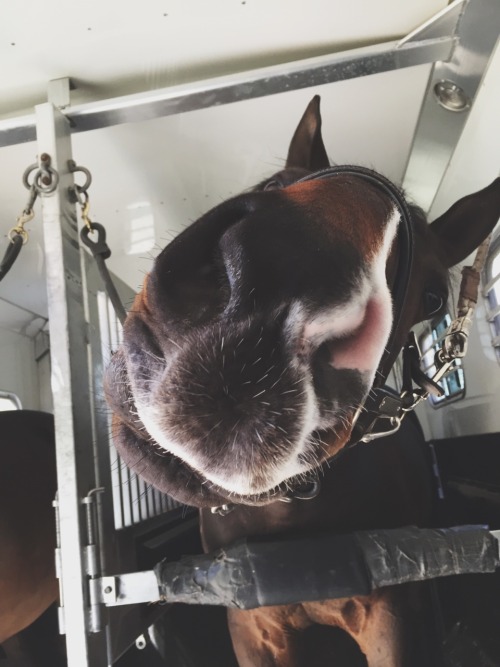 jumper-bitch:  grey-gelding:  let’s just say I really really really love this horse  he’s really really really cute tho  I love love love that face marking