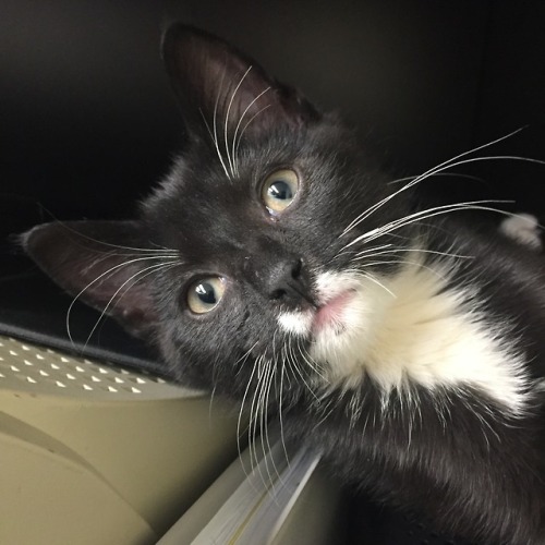 a friend looked at this photo and said, this kitten looks like the founder of a tech startup being p