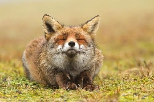 happyfox