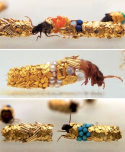 hioutsidevoice:Caddisfly larvau build protective cases using materials found in their environment. Artist Hubert Duprat supplied them with gold leaf and precious stones. This is what they created.