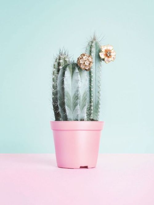 Pastel cacti heaven. source