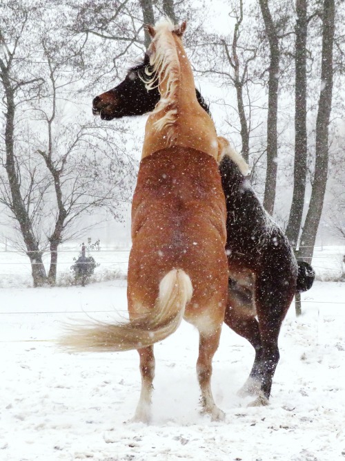 Snow fight!