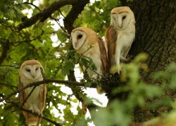 pagewoman:  Barn Owls in an Oak tree, Suffolk,