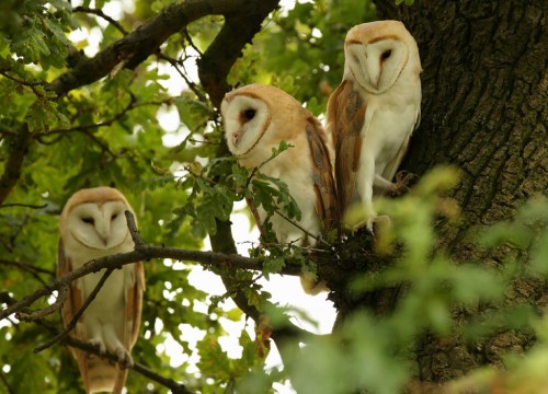 pagewoman:Barn Owls in an Oak tree, Suffolk, Englandby Mike Rae