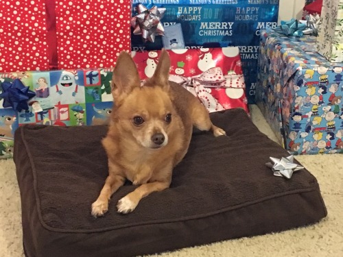 handsomedogs:This is Lucy, she is a nine year old chihuahua who loves Christmas!
