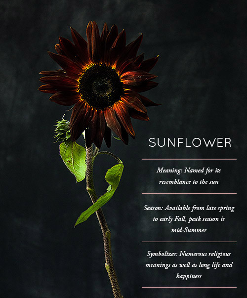 theluckykind:  Flower Glossary | Design Sponge