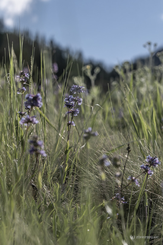 A Marmot’s eye view through the Rydberg’s Penstemon (Penstemon rydbergii), Shoshone National Forest, Wyoming: (c)...