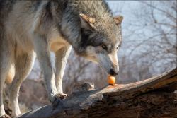 wolveswolves:  Easter egg hunt at Wolf Park