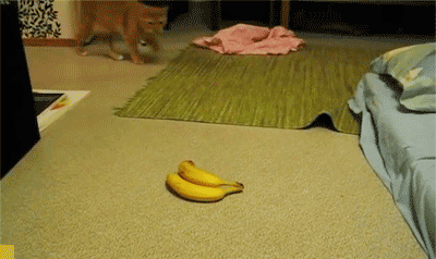 catsdogsgifs:  More Funny GIFs here