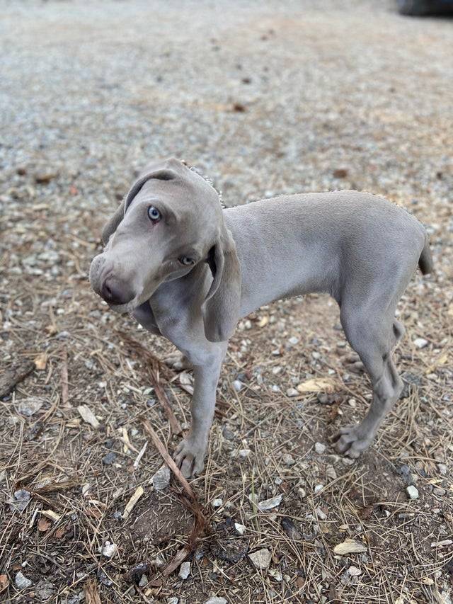 My Weimaraner, Tilly
 Submit your cute pet here | 