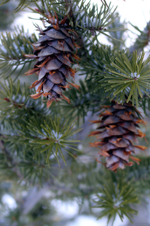Forest: Douglas fir cones hang gently as the storm comes in, Shoshone National Forest, Wyomingby riv