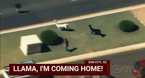jetrising:dendropsyche:sandandglass:After two llamas escaped from a show-and-tell presentation at a 
