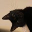 cat-buckley