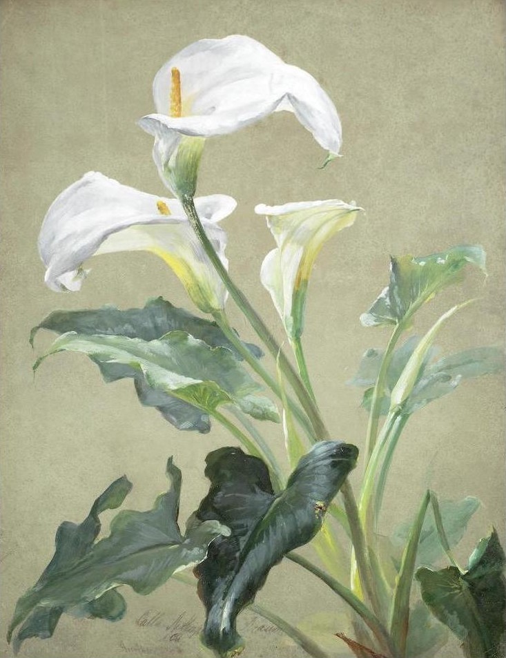 art-and-things-of-beauty:  William Mussil (Austrian, 1828-1906) - Calla Lillies. watercolour