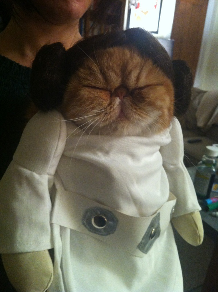 let-the-arrows-fall:  tastefullyoffensive:  Best Pet Costumes of Halloween 2013 (Part