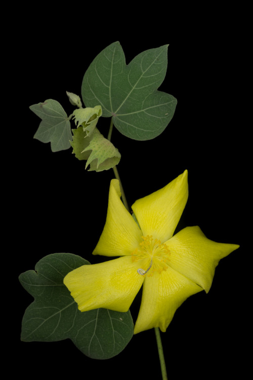 Gossypium tomentosum, Ma’o, or Hawaiian cotton, is an another endemic member of the mallow fam