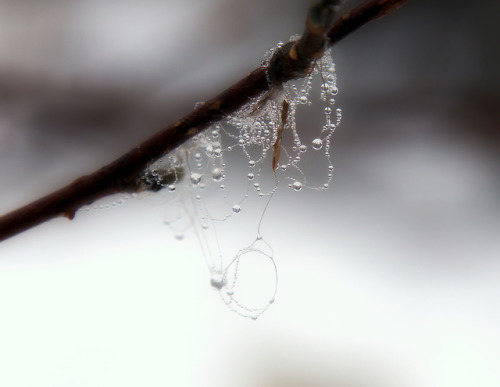 briargeese:A hair, a feather, a grapevine, all jeweled in the fog.