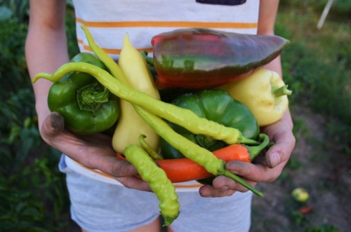 allthingssoulful-garden:These peppers don’t seem to stop growing.