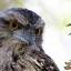 tawny--frogmouth