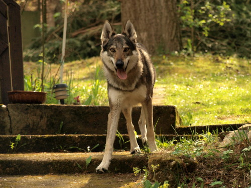 the-little-wolfdog:a princess, one might say!