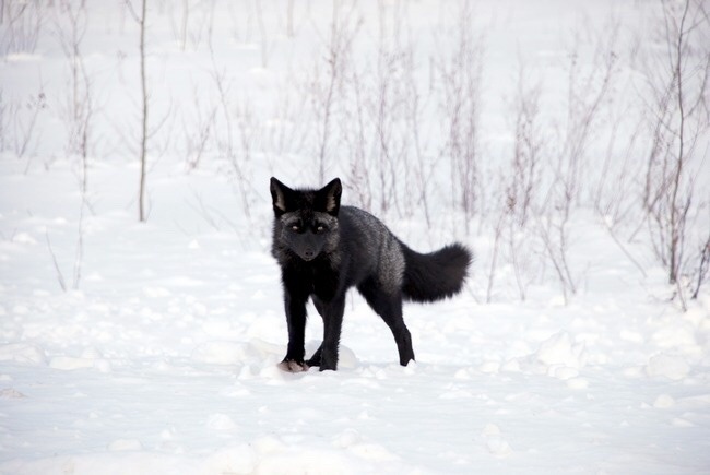 everythingfox:  weeb-dweeb: everythingfox:   Black on white 🦊   Warlock (fiend)