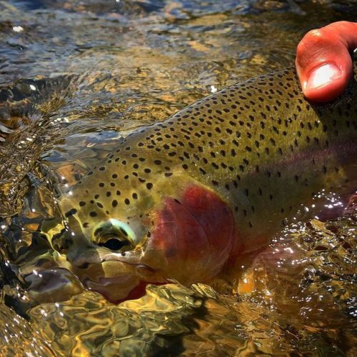 An incredible summer so far in Montana! #flyfishing #flyfishingmontana #dryfly #cuttbow #flyfishmiss