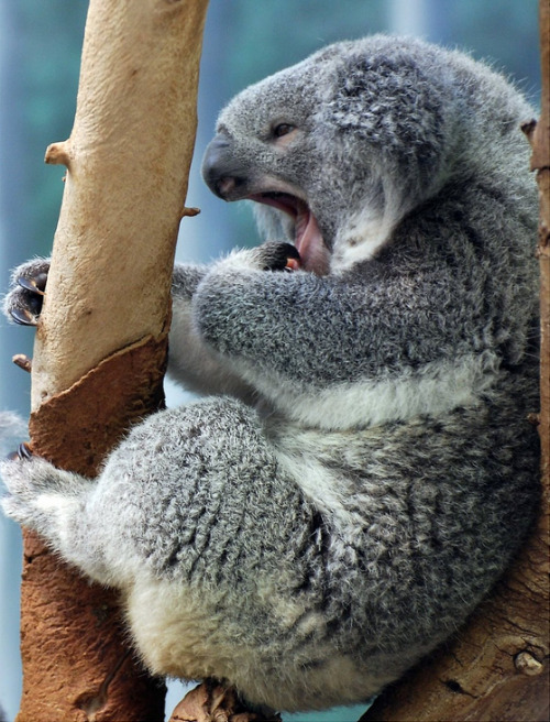 In addition to eating eucalyptus leaves, koala joeys also indulge in bits of their mother’s po