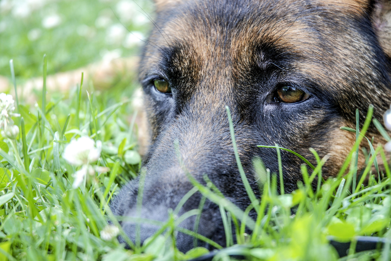 freddietheflattie:  Xyrus has a face to die for  Your dog is beautiful